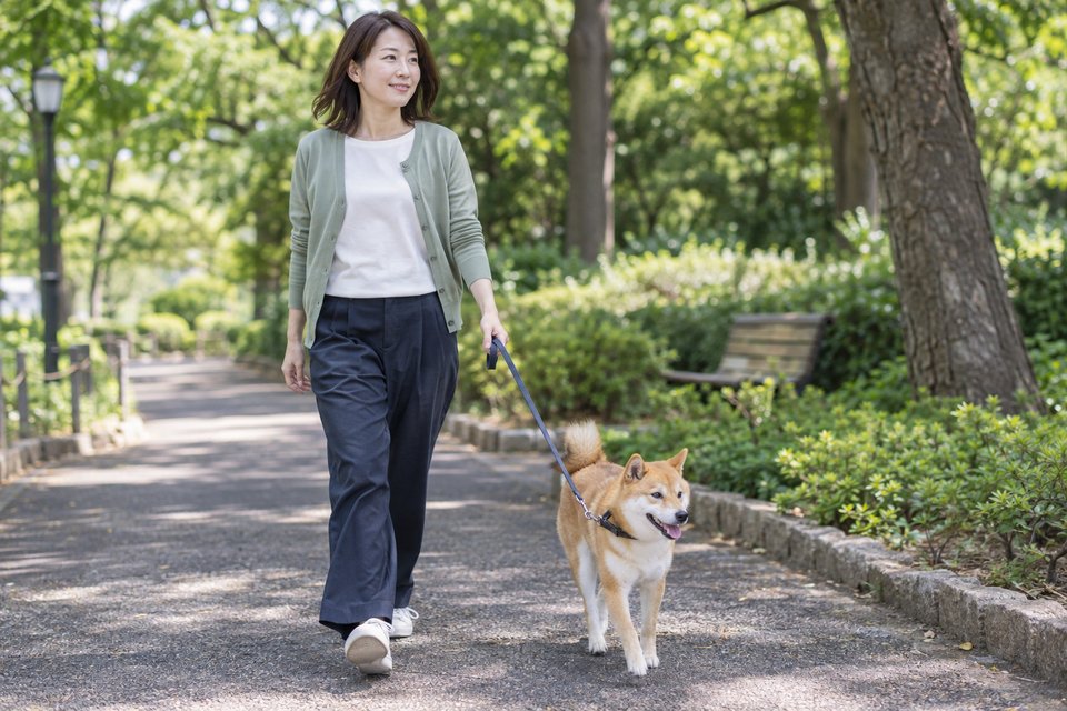公園で柴犬と落ち着いて散歩する女性
