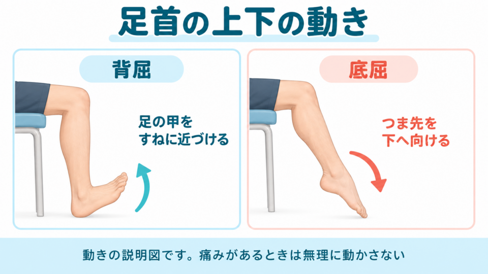 足の甲をすねに近づける背屈と、つま先を下に向ける底屈の説明図