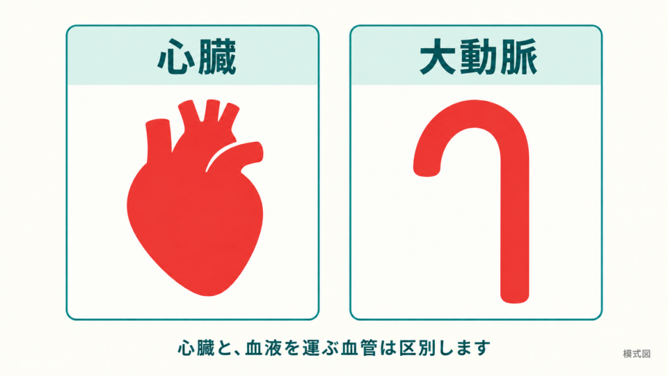心臓と血液を運ぶ大動脈を区別する概念的な模式図