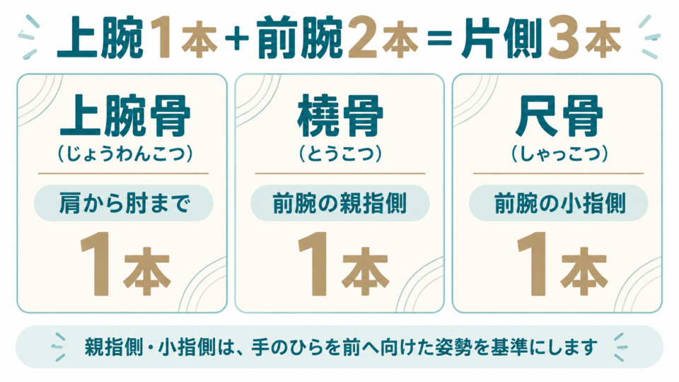 上腕骨・橈骨・尺骨の名前と位置、各1本という数を整理した図