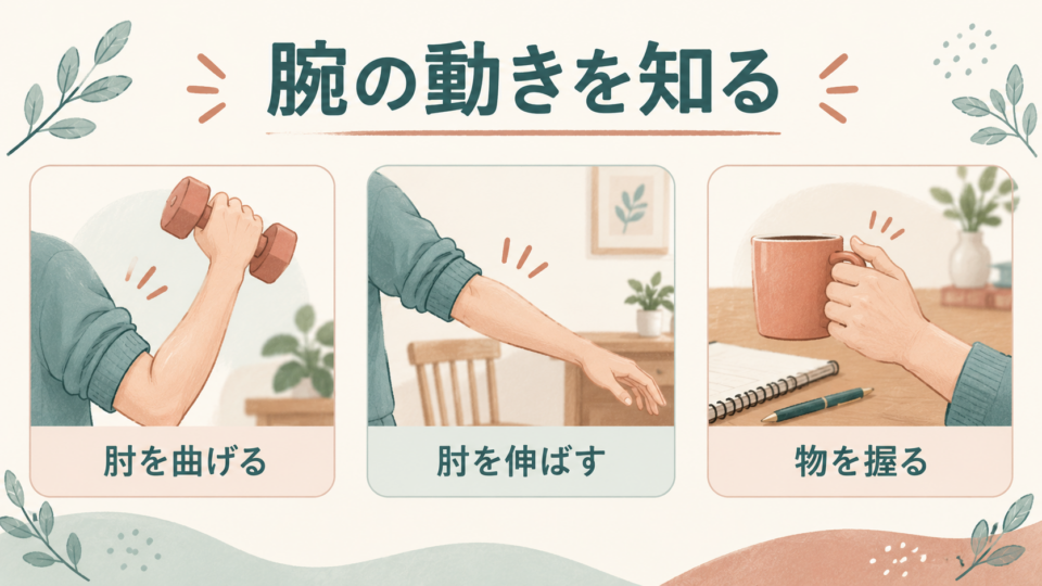 腕の筋肉が関わる肘を曲げる、伸ばす、物を握る動き