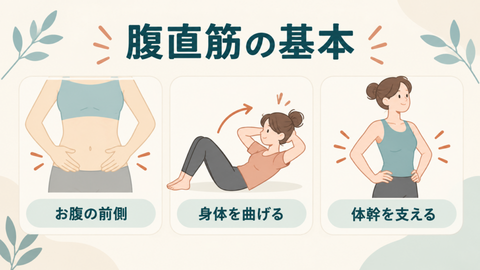 腹直筋はお腹の前側にあり、身体を曲げることや体幹を支えることに関わる