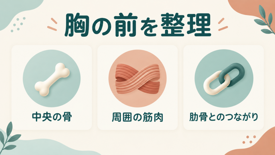 骨・筋肉・つながりを分けて考える概念図。実際の胸骨の形状を示した解剖図ではありません