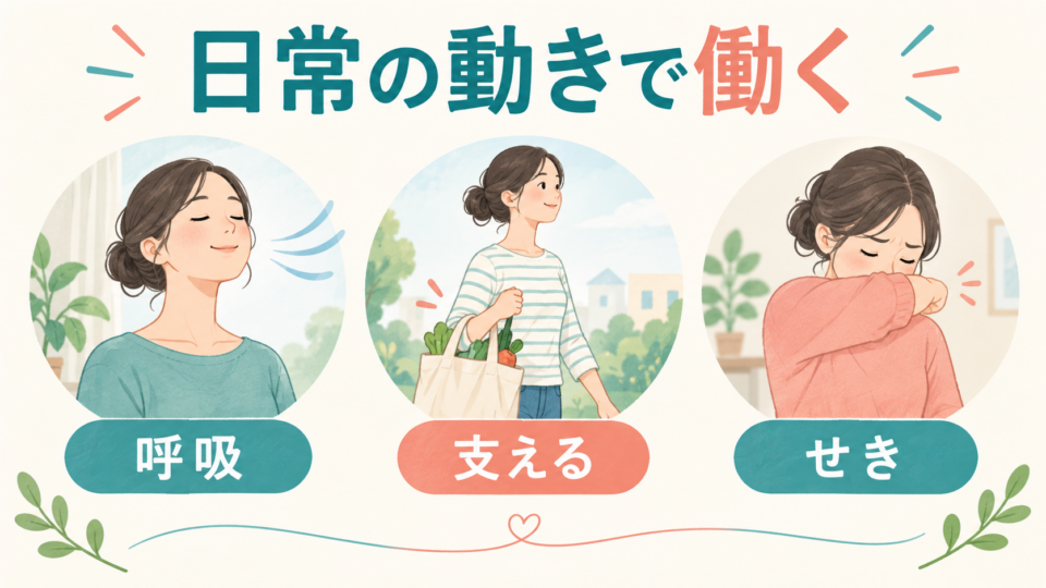 腹部の筋肉が呼吸・物を支える動作・せきに関わる