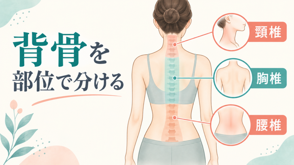 頸椎・胸椎・腰椎の位置関係を示す模式図