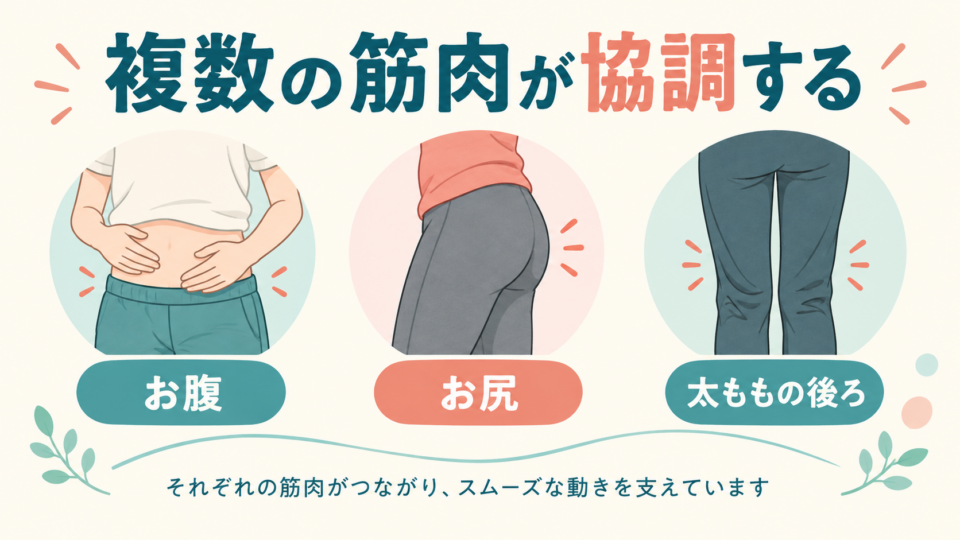 お腹・お尻・太ももの後ろなど複数の筋肉が協調する